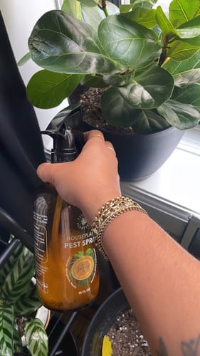 Customer photo review of Houseplant Pest Spray
