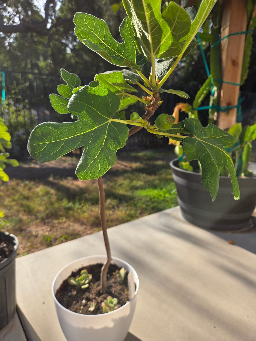 Customer photo review of Elm Power Bundle