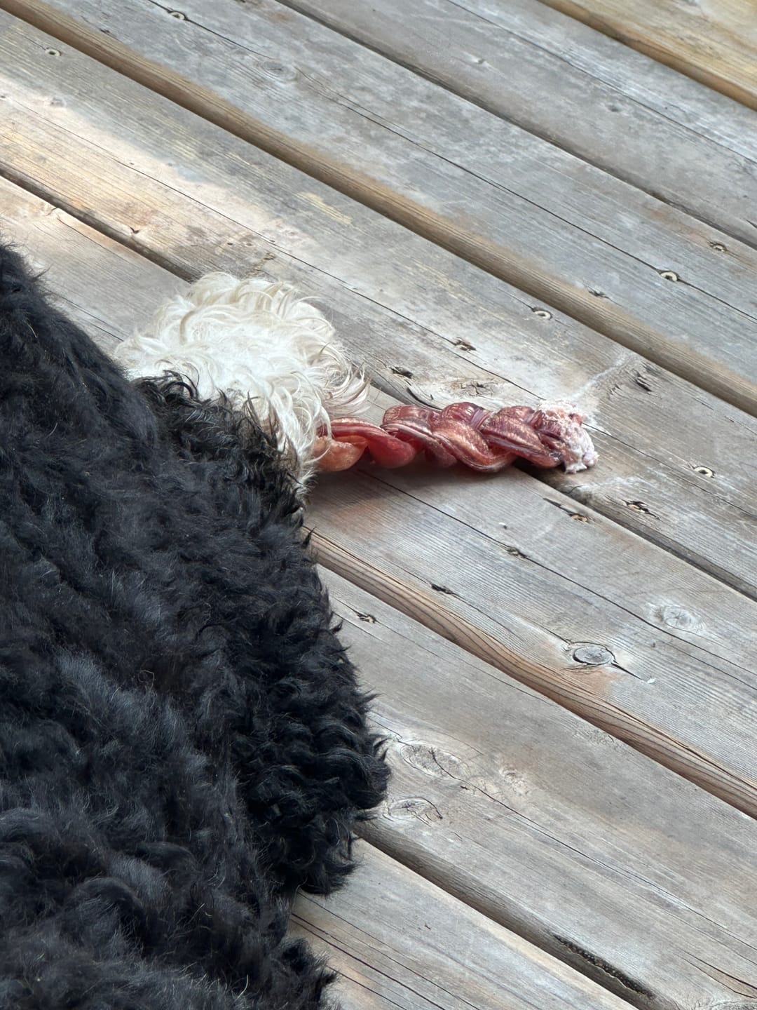 Customer photo review of 12 Inch Thick Braided Bully Stick