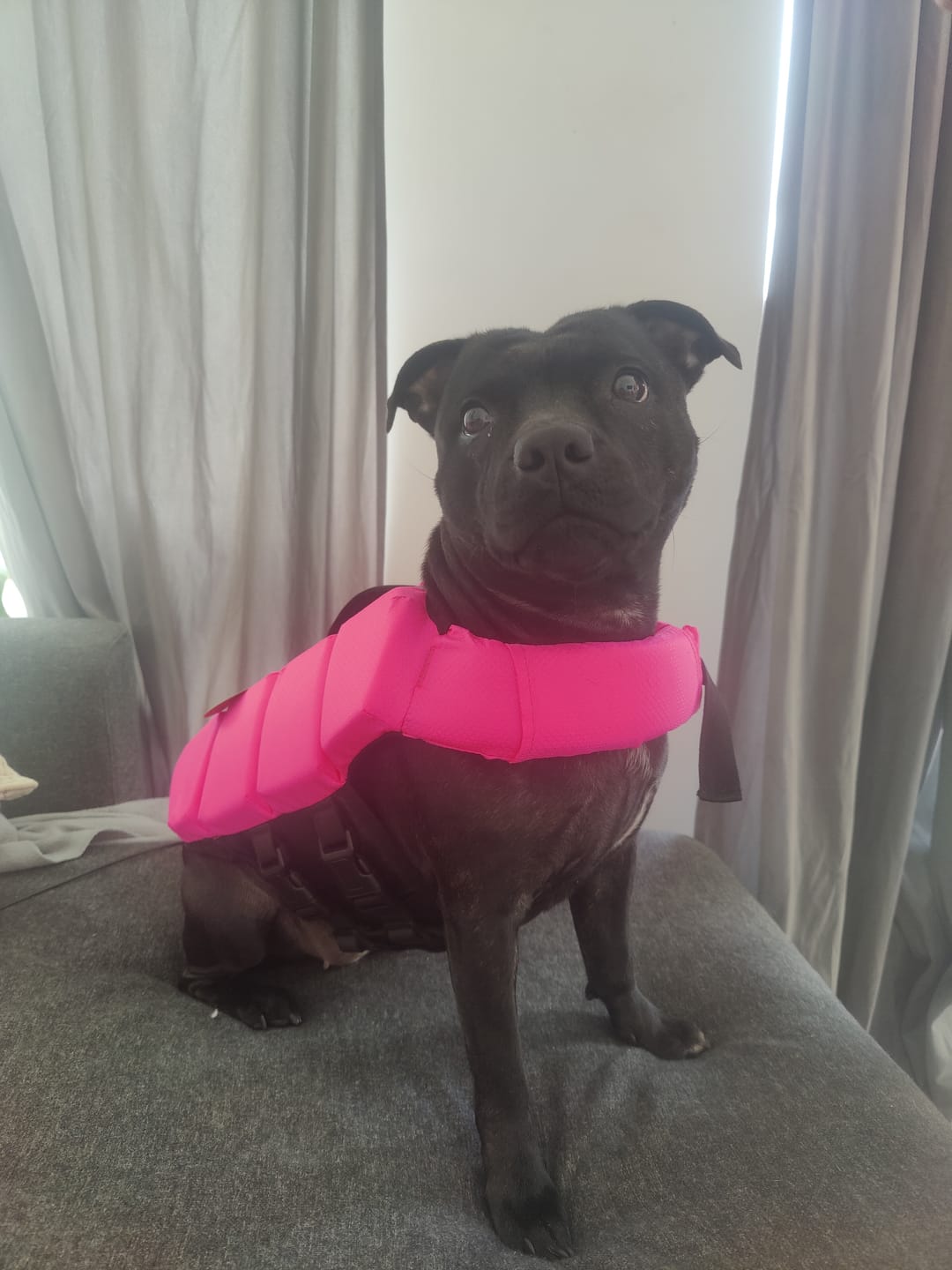 Customer photo review of Staffordshire Bull Terrier 1935® Life Jacket - Neon Pink