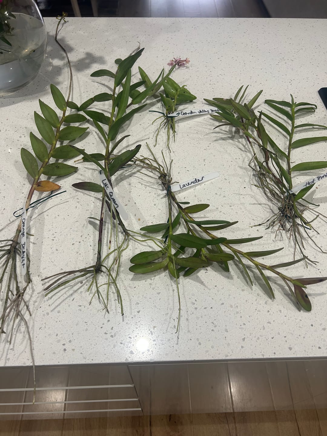 Customer photo review of Crucifix Orchid | Epidendrums| sp | Orchidaceae