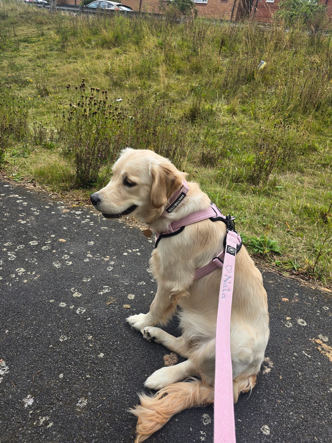 Customer photo review of Dog ID Tag - Rose Gold (With Gift Box)