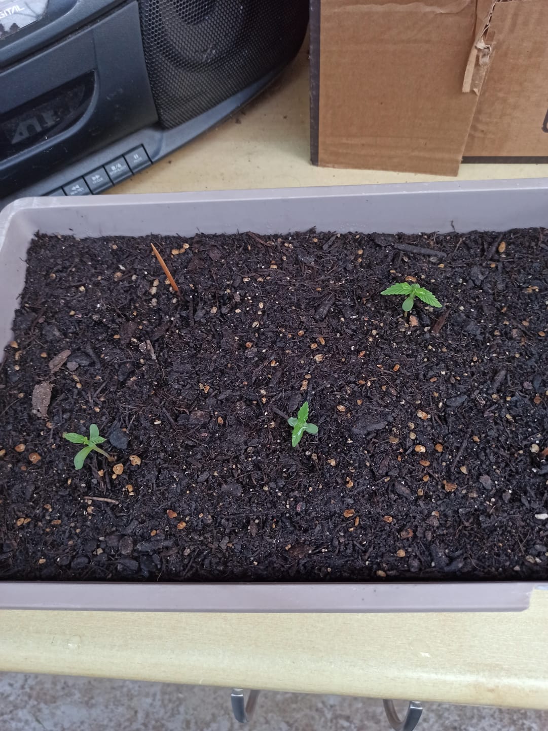 Customer photo review of Amnesia Haze Auto Feminisierte Sativa-dominante Cannabissamen – Legal kaufen für den Cannabis Eigenanbau