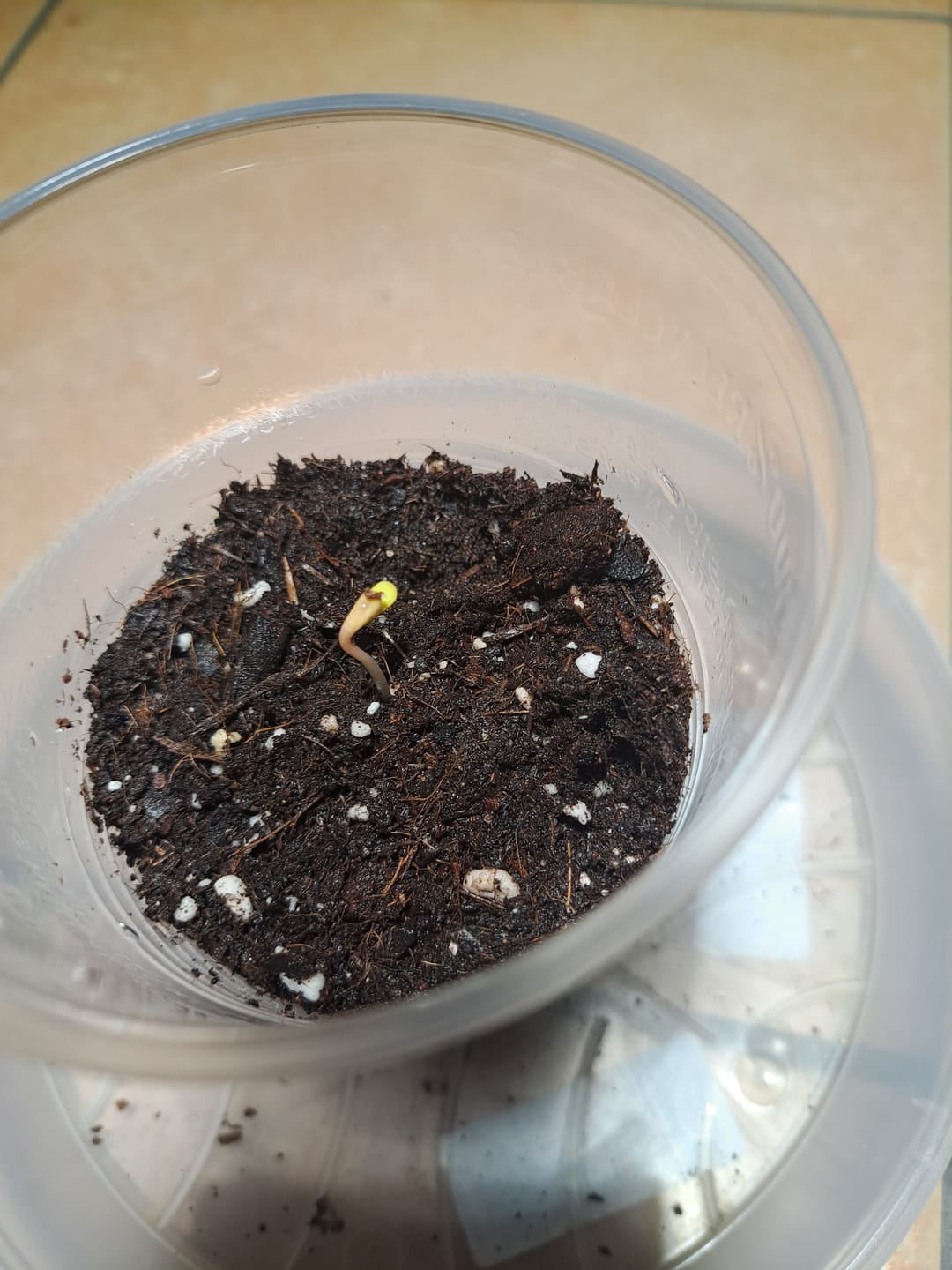 Customer photo review of Nutzpflanzen- und Gartenanzucht Erde