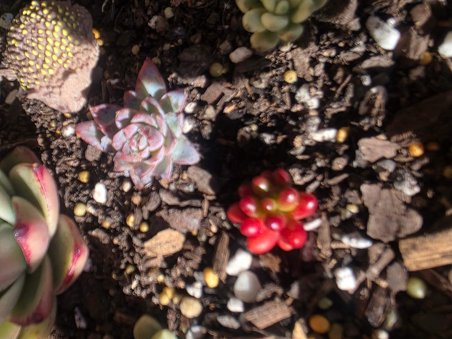 Customer photo review of Sedum Rubrotinctum 'Red Jelly Beans' - Cuttings x 3