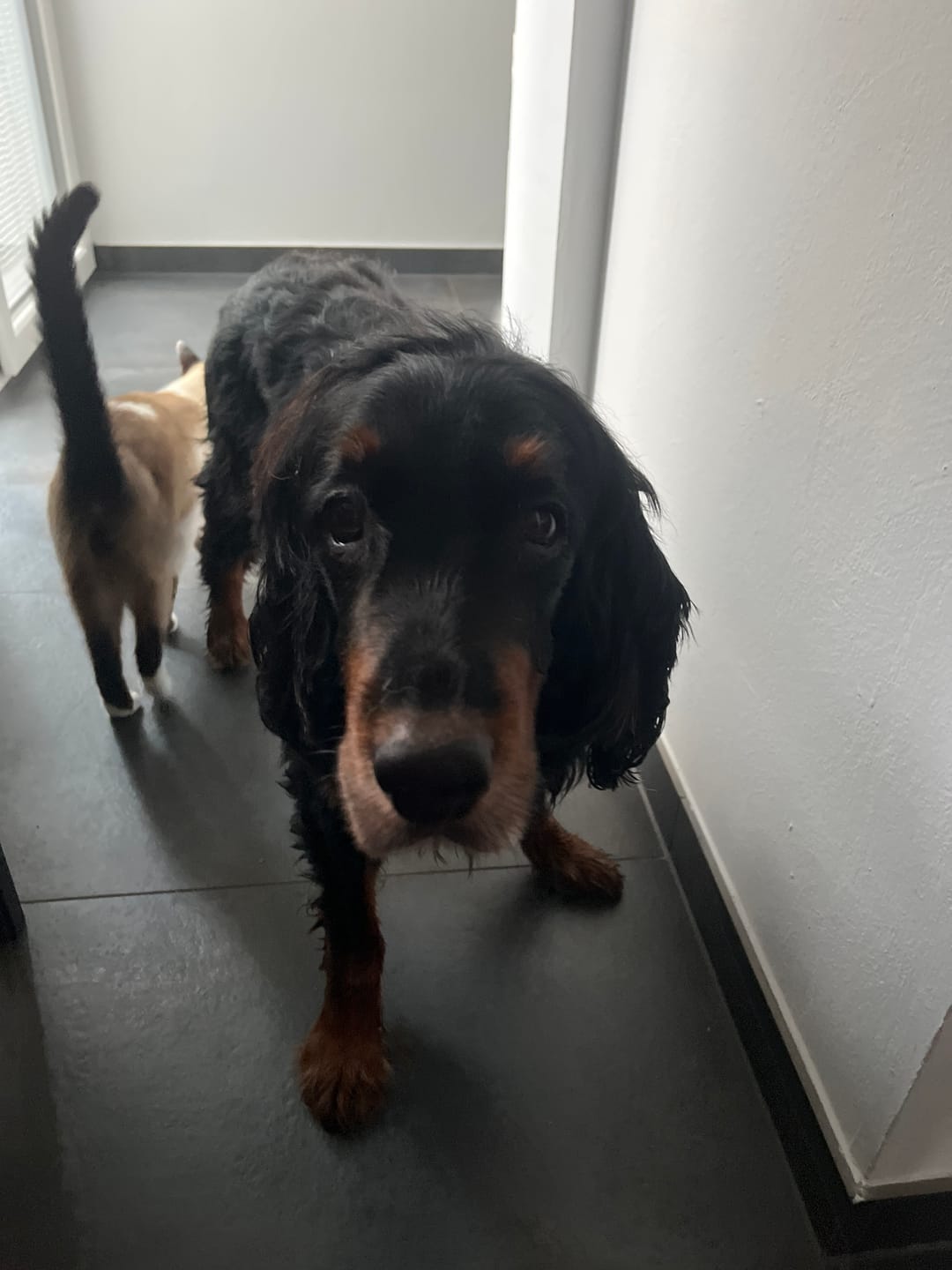 Customer photo review of Wohlfühlmix für Hunde & Katzen bei Stress, Angst, Unruhe & Hyperaktivität