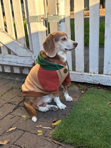 Customer photo review of Ranger Dog Hoodie