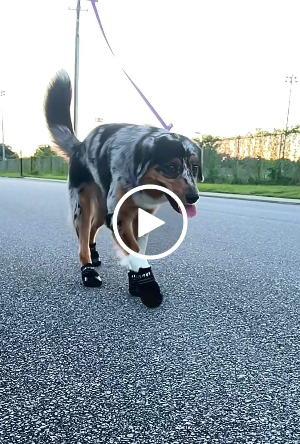 Customer video review of AIR PUP SOCKS / BOOT LINERS