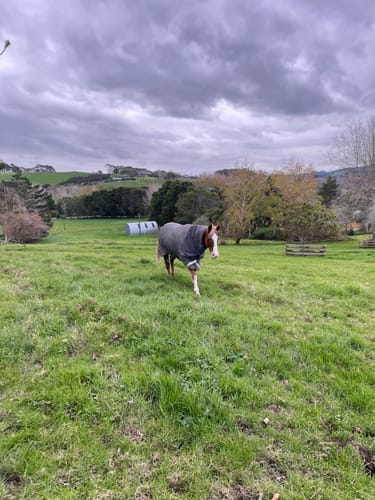 Customer photo review of Rhino HexStop Turnout 0g