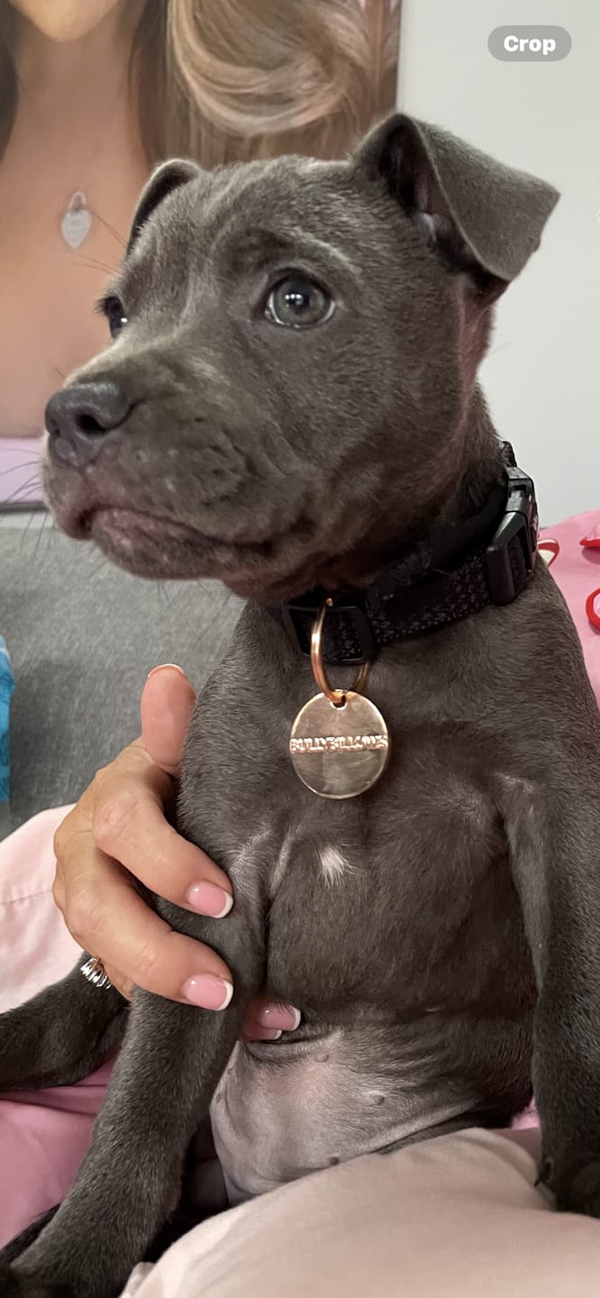 Customer photo review of Dog ID Tag - Rose Gold (With Gift Box)