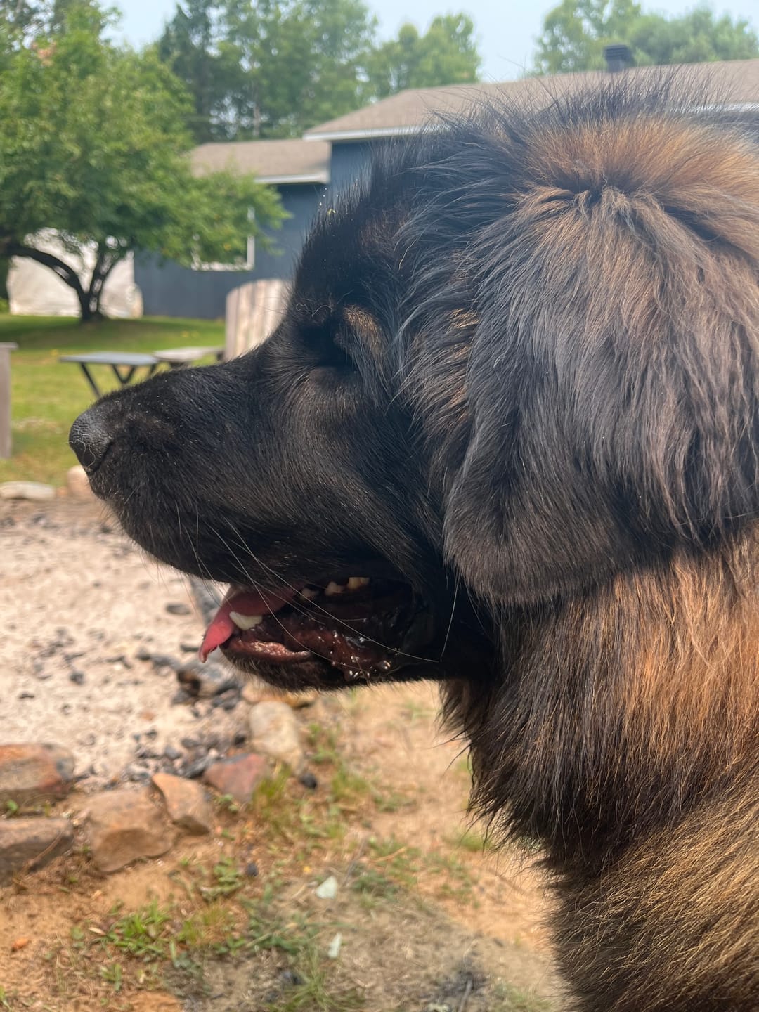 Customer photo review of OREL (Système respiratoire, système immunitaire) pour chiens et chats