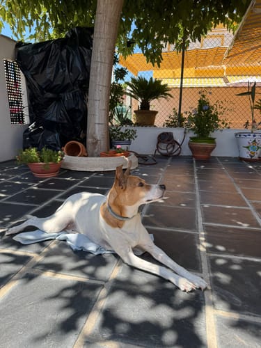 Customer photo review of Grain Free Adult Salmon