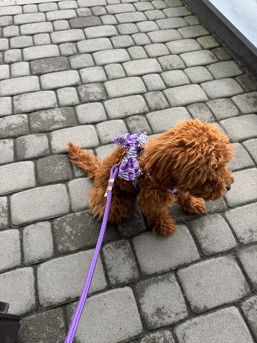 Customer photo review of Smycz linowa "Lavender Violet" - złote okucia