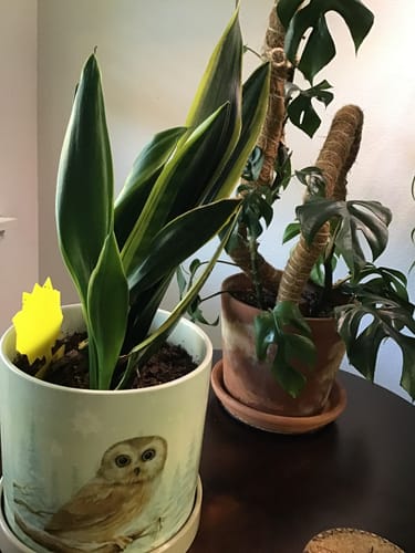 Customer photo review of Houseplant Pest Spray