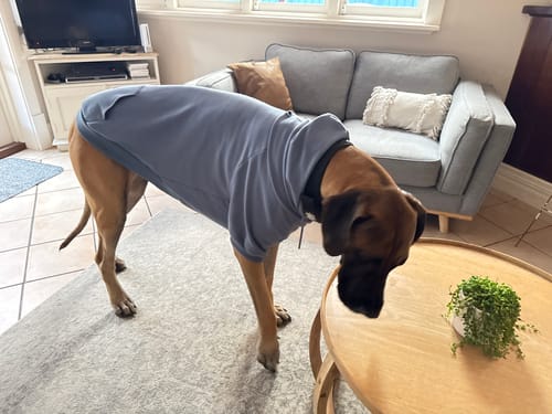 Customer photo review of Essential Dog Hoodies