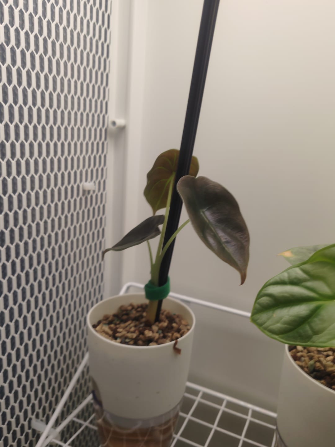 Customer photo review of ALOCASIA CUPREA RED SECRET