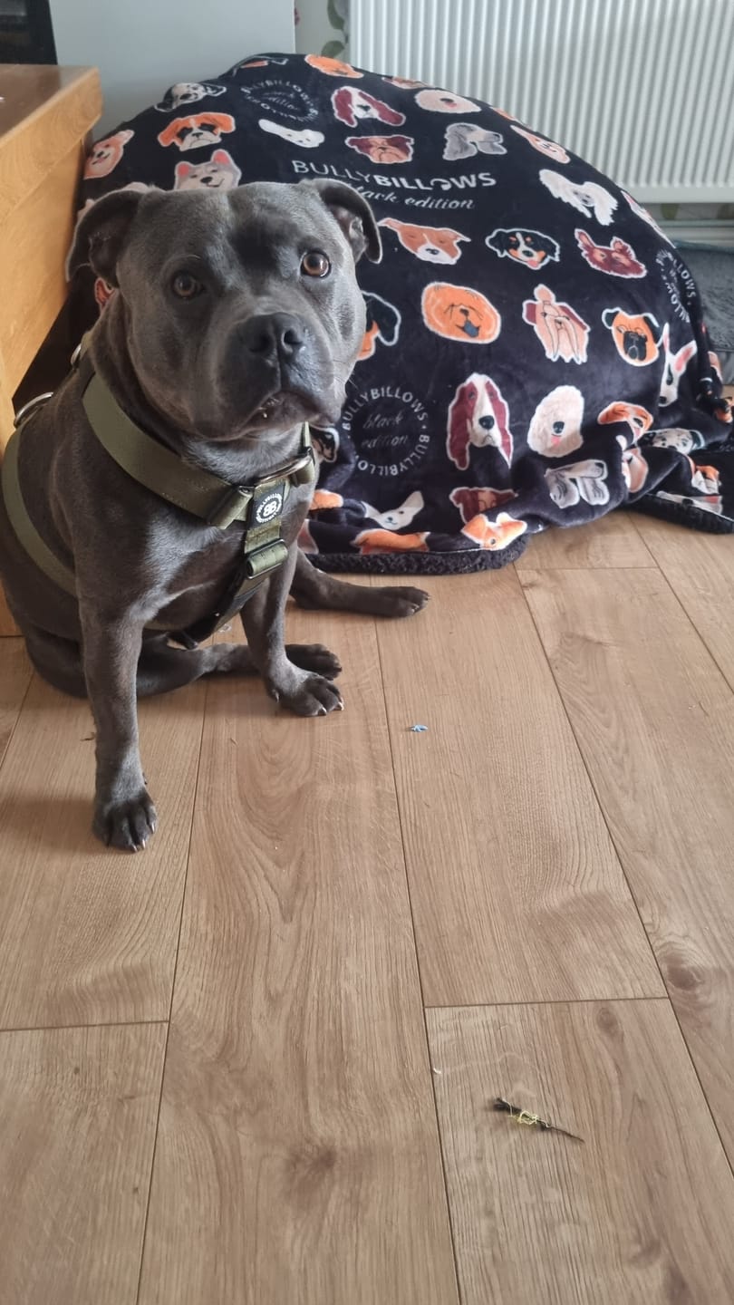 Customer photo review of Training Anti Pull TRI-Harness® | M-XL Breeds - Khaki