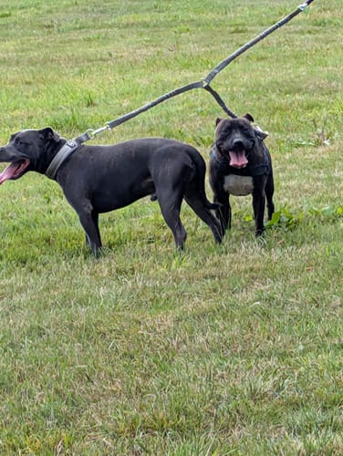 Mcghee V. review of Shock Absorber Lead | Double Ended - Metal Grey image 1 out of 1