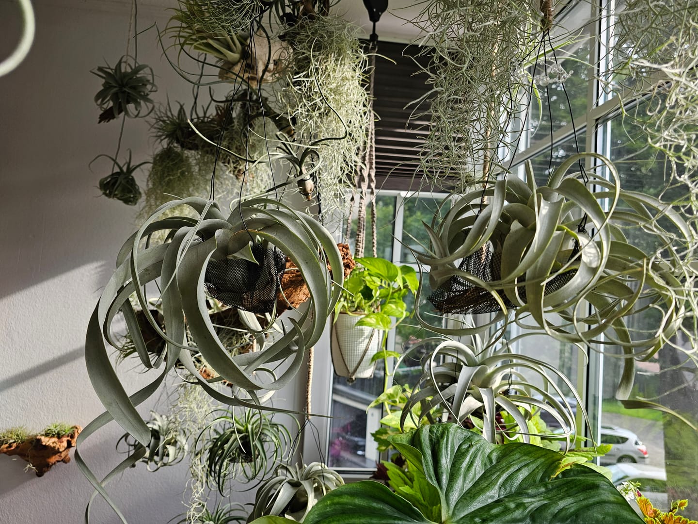 Customer photo review of Tillandsia xerographica