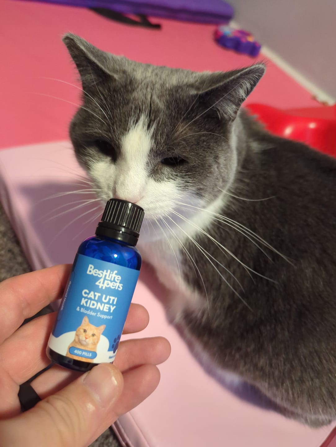 Customer photo review of Cat UTI & Kidney Support Remedy