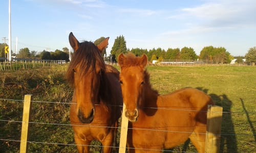 Customer photo review of AHD Detonate Wormer - 30g