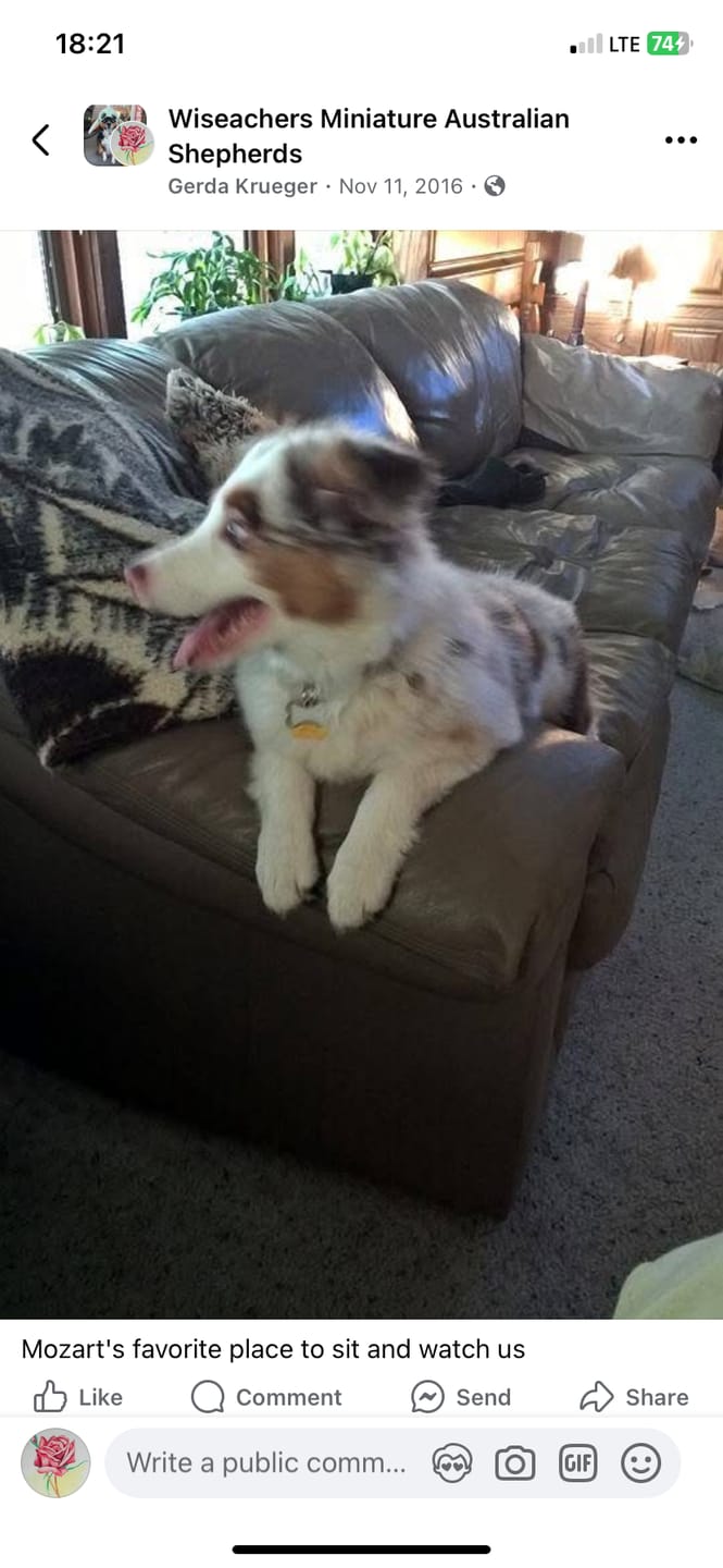 Customer photo review of Earthbones Dental Chews For Dogs