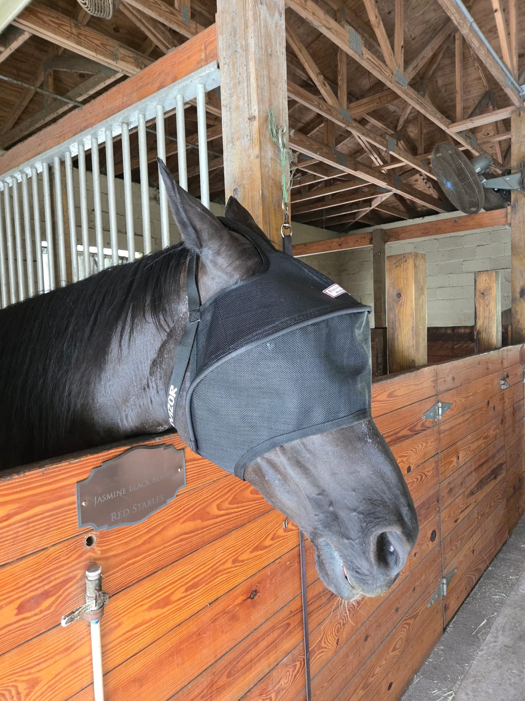 Customer photo review of Solar Vizor Fly Mask - Standard Style