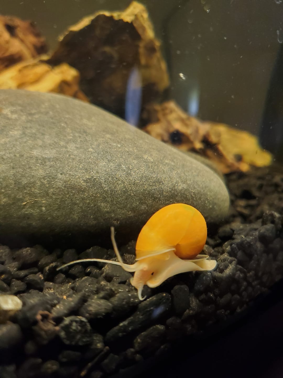 Customer photo review of Gold Mystery Snail