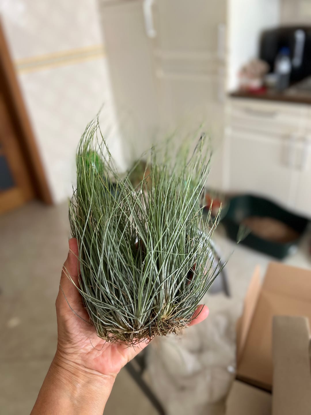 Customer photo review of Tillandsia kammii