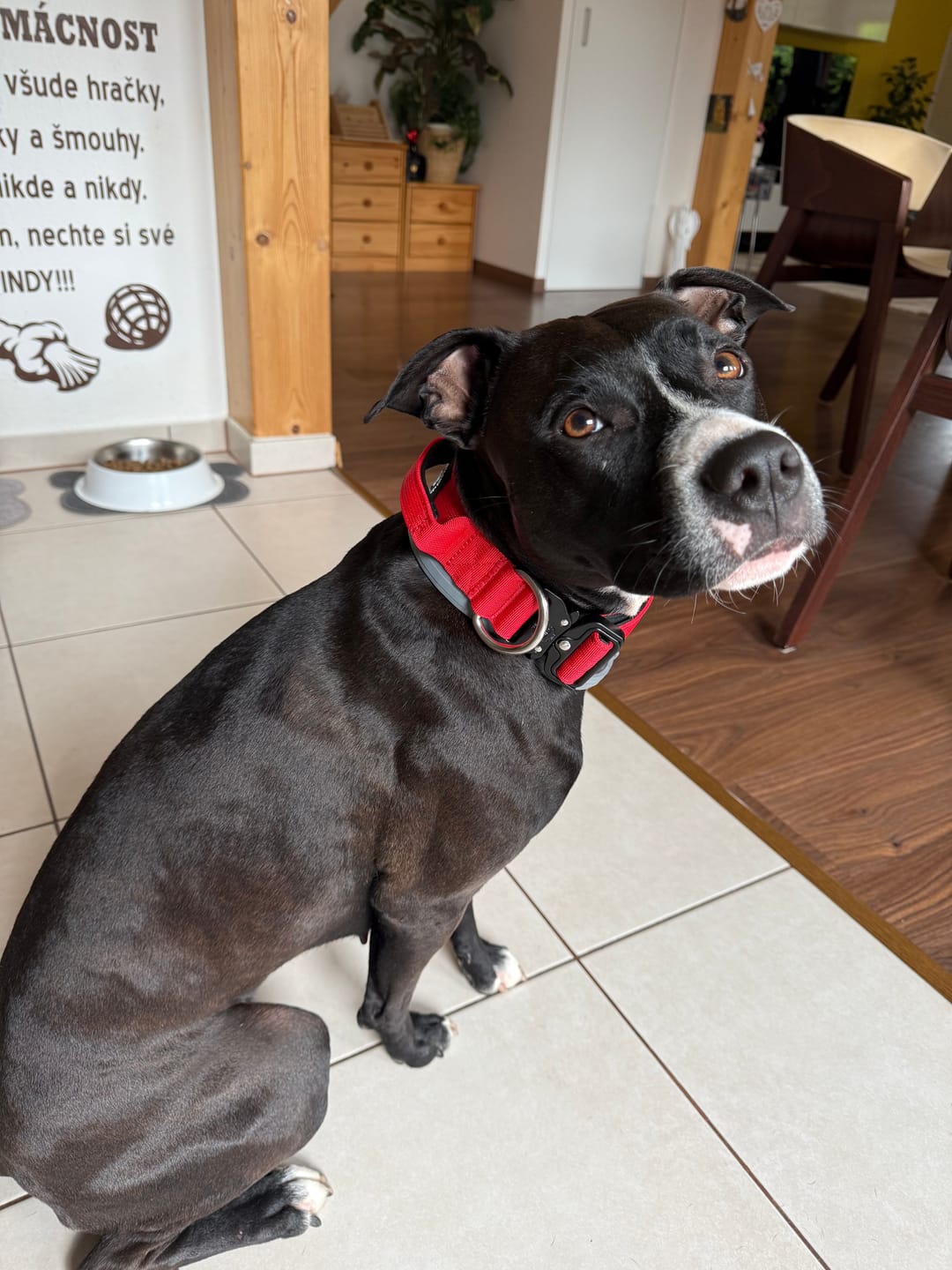 Customer photo review of 4cm Combat® Collar | Handle & Rated Clip - Red