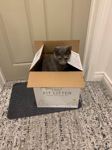 Customer photo review of 3 Month Supply - 1 Cat