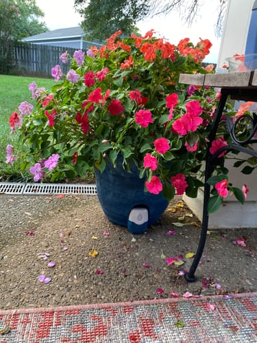 Customer photo review of Water Level Electronic Sensor for 15" Smart Self-Watering Planter