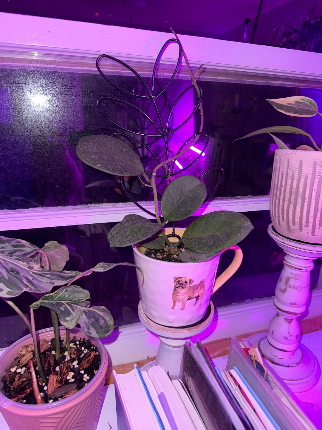Customer photo review of Hoya obovata