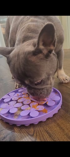 Customer photo review of Slow Feeder - Lick Pad Combo