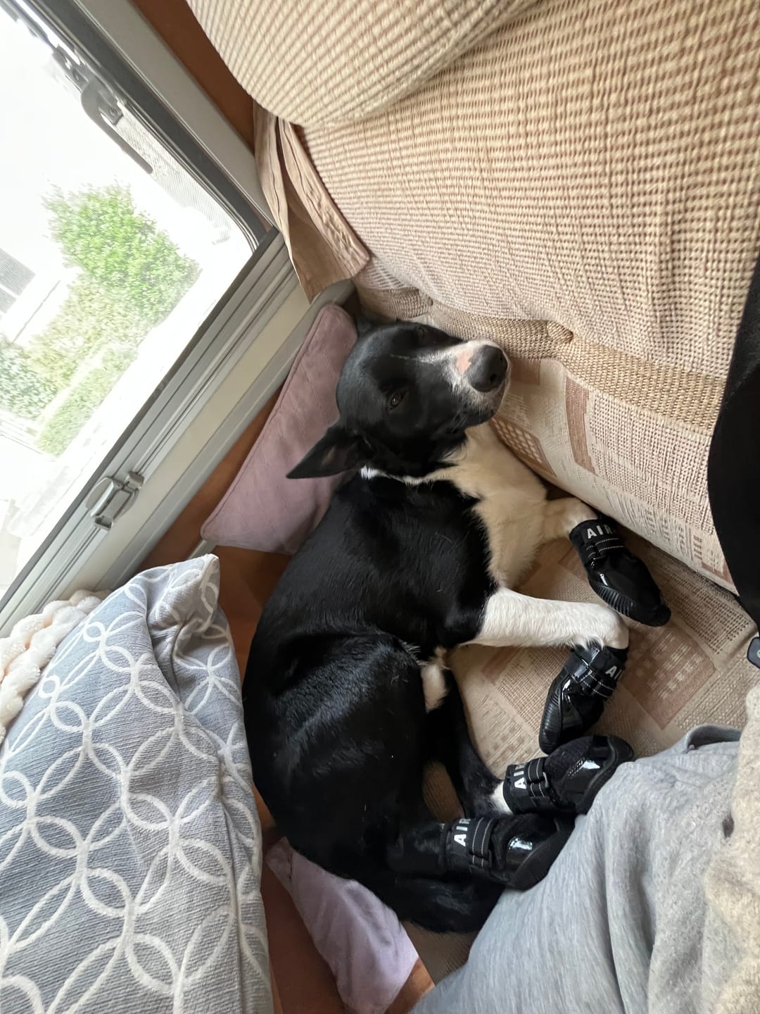 Customer photo review of AIR PUP SOCKS / BOOT LINERS