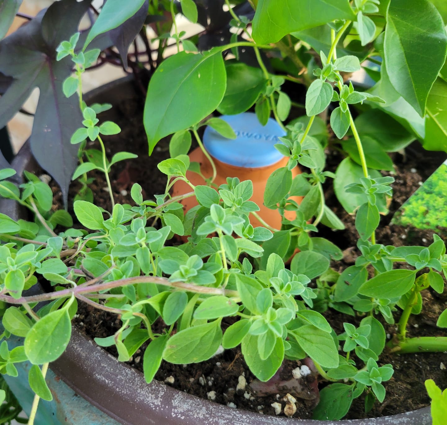 Customer photo review of Oya™ Watering Spike