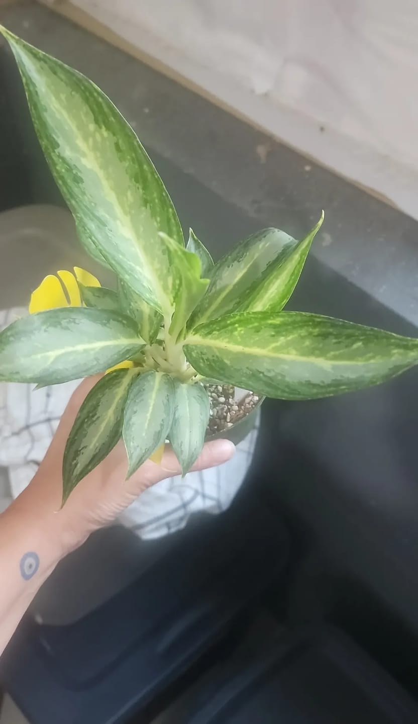 Customer photo review of Aglaonema 'White Rain'