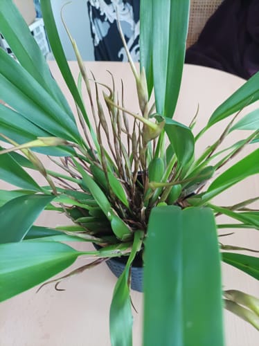 Customer photo review of Maxillaria bradei Hybride im 12cm Topf mit gelben Blüten und 20+ Blüten