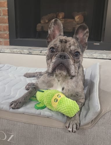 Customer photo review of Clean Earth Plush - Textured - 100% Sustainable