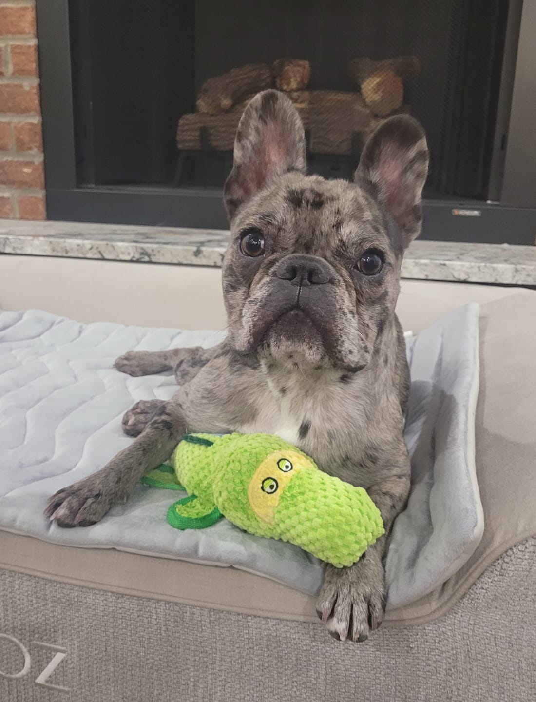 Customer photo review of Clean Earth Plush - Textured - 100% Sustainable