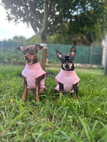 Customer photo review of Sunblock Dog T-Shirt - Pink
