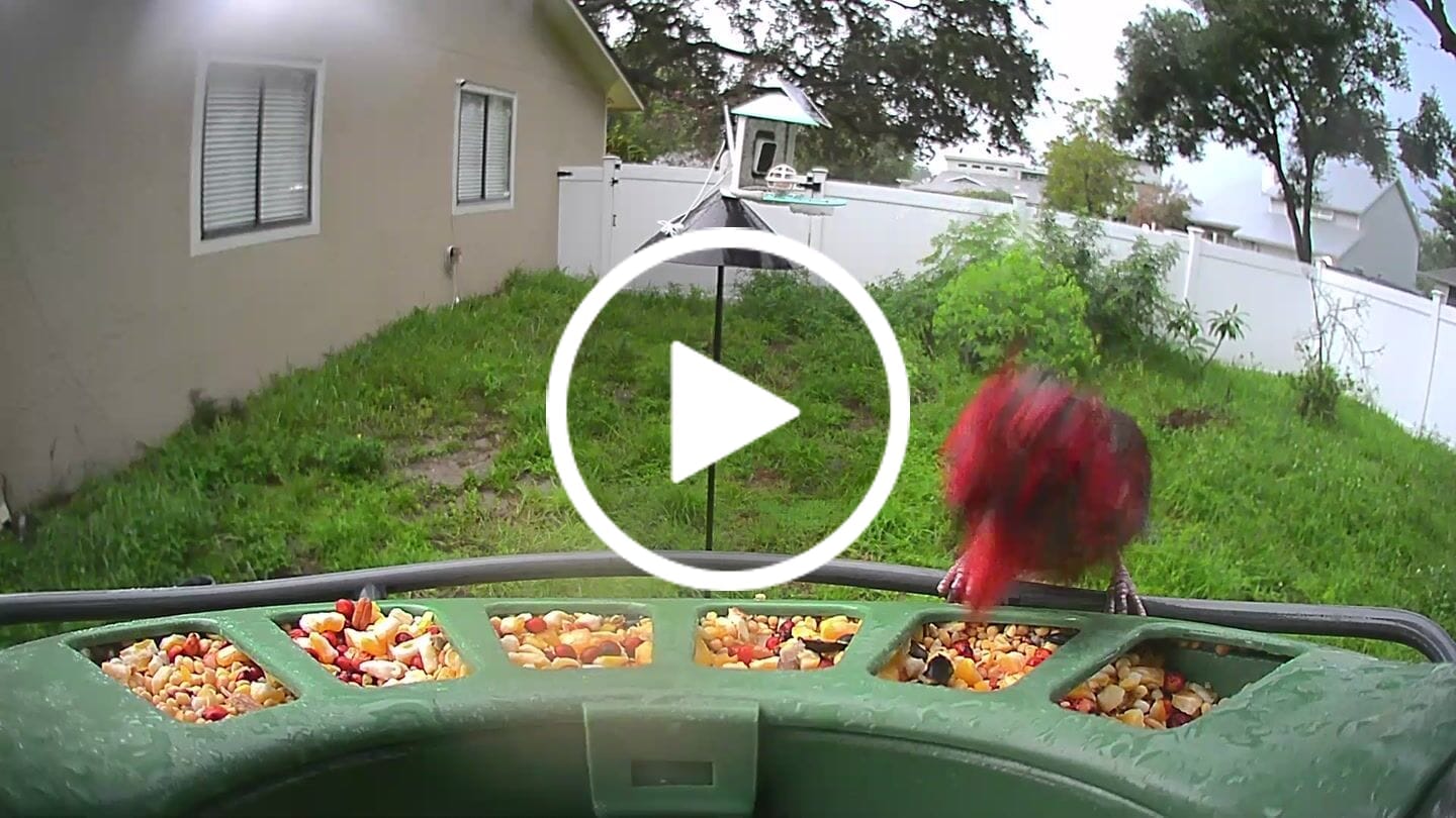 Customer video review of Birdfy Feeder 2 Pro - Bird Feeder Camera