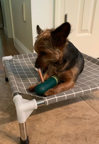 Customer photo review of 4 Inch Thin Bully Sticks