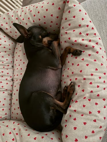 Customer photo review of Divanetto Cotone Panama Little Love Heart Red