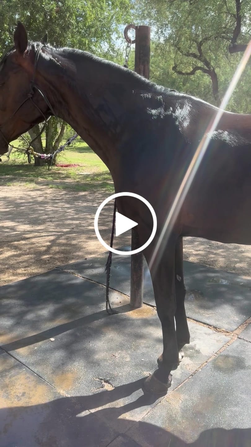 Customer video review of Shine K9 Cleanse Sample 2 oz