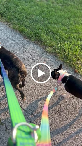 Customer video review of Comfort Control Collar Set - Lime Wave