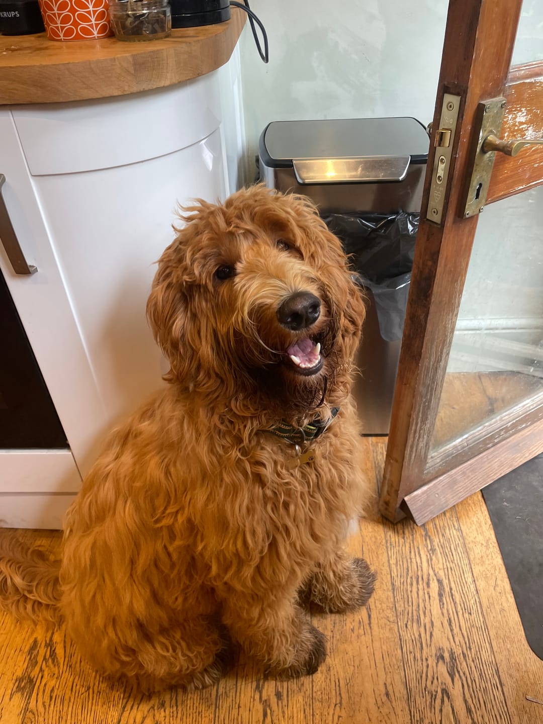 Customer photo review of Comfort Reflective Padded Dog Collar | Green