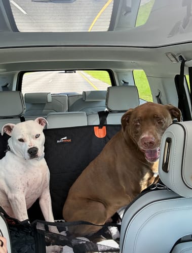 Customer photo review of RuffRover 2.0™ - Hard Bottom Dog Car Seat Protector + (FREE Dog Bed)