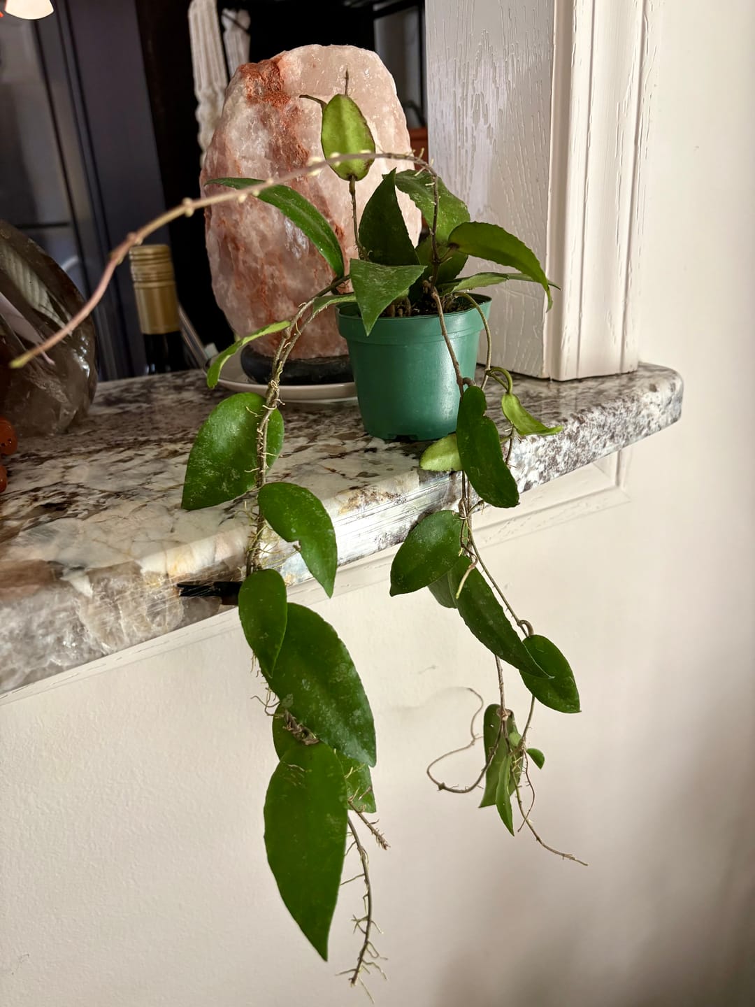 Customer photo review of Hoya caudata