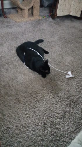 Customer photo review of GCP Flea & Tick Natural Defense for Cats - 100 Soft Chews